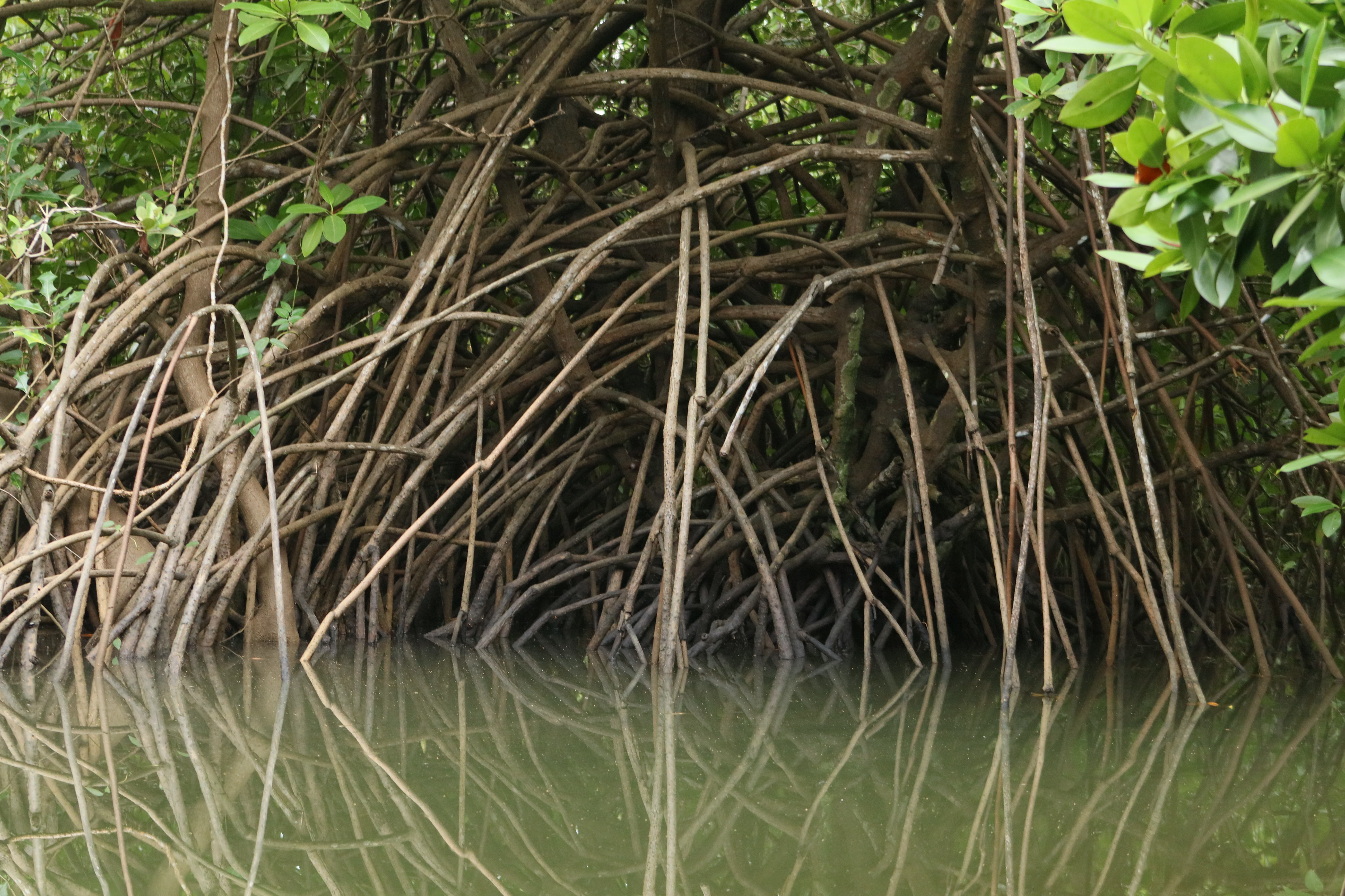 ಕಾಂಡ್ಲಾ ಮರಗಳ ಬೇರಿನಲ್ಲಿ ಮೂಡಿದ ನೈಸರ್ಗಿಕ ಚಿತ್ತಾರೆ