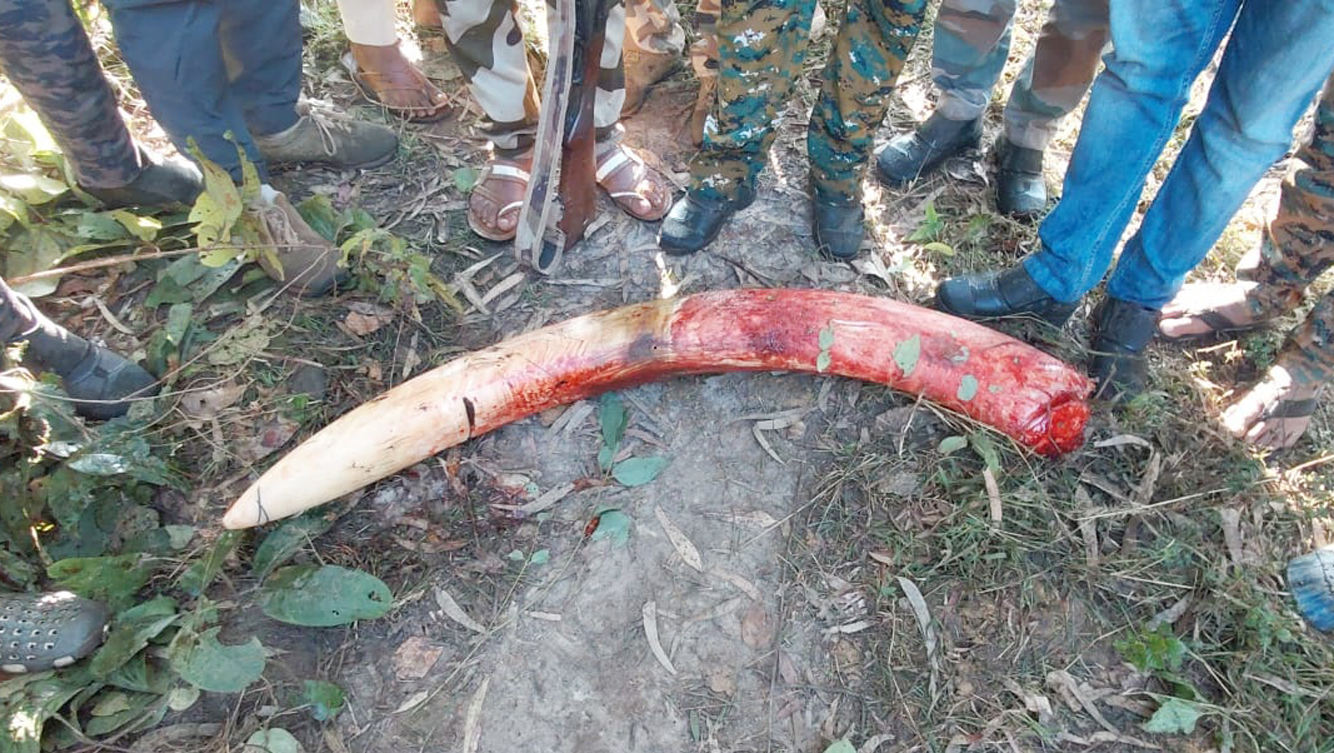 ಮುರಿದು ಬಿದ್ದ ಭೀಮನ ದಂತ