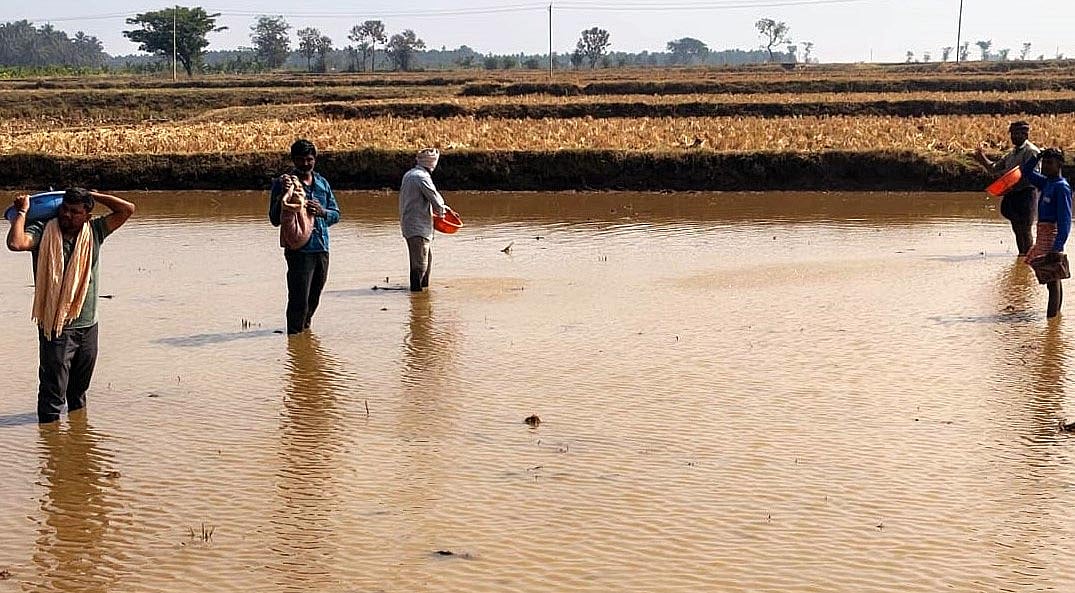 ಭದ್ರಾ ನಾಲೆ ಅಚ್ಚುಕಟ್ಟು: ಚುರುಕುಗೊಂಡ ಸಸಿಮಡಿ ತಯಾರಿ