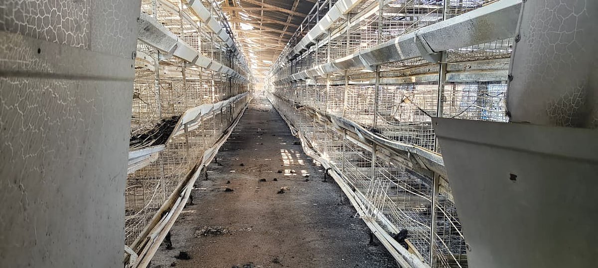 ಚಿಕ್ಕೋಡಿ: 30 ಸಾವಿರಕ್ಕೂ ಹೆಚ್ಚು ಕೋಳಿ ಮರಿಗಳ ಸಾವು 