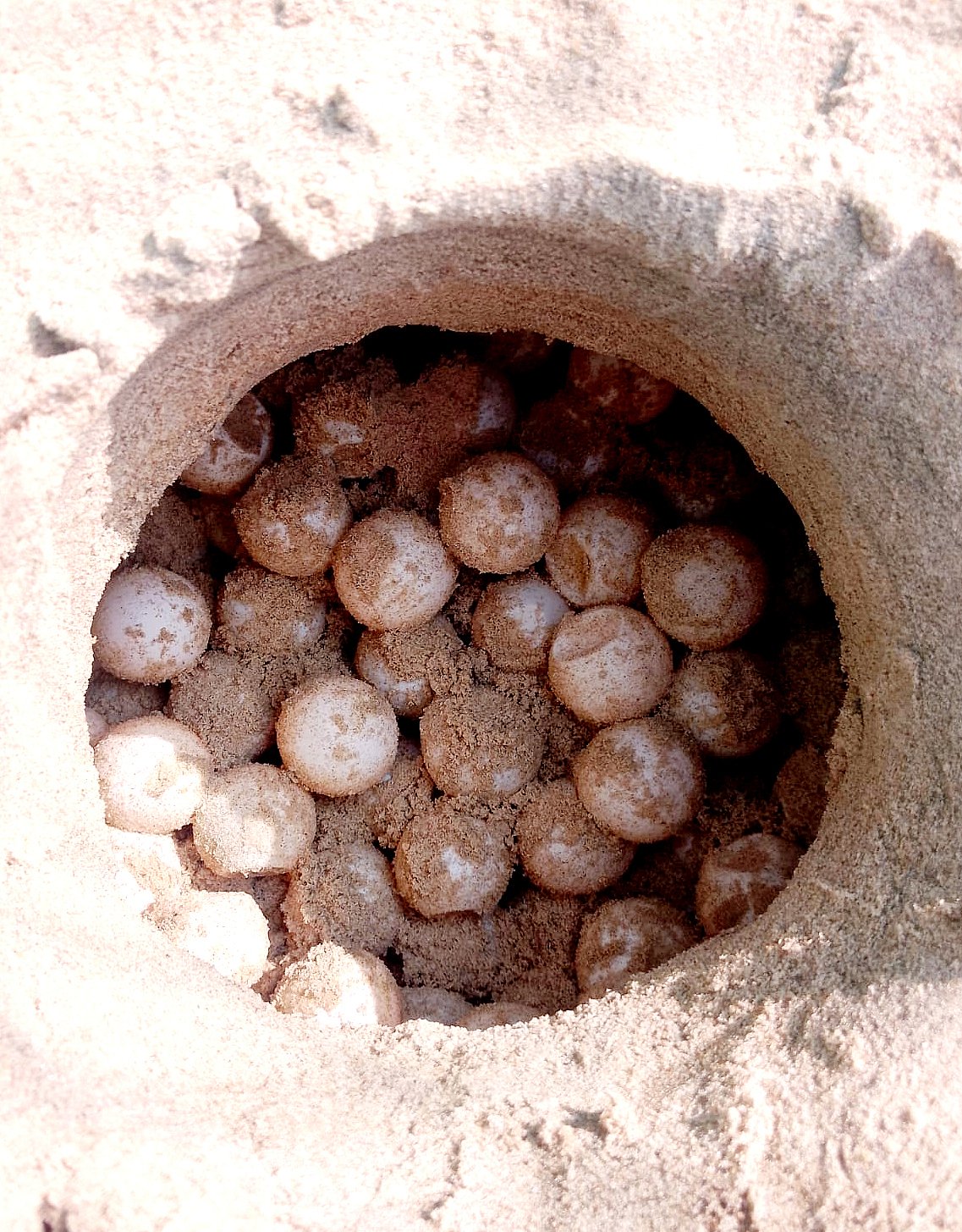 ಕುಮಟಾ: ಸಮುದ್ರತೀರದಲ್ಲಿ  ಕಡಲಾಮೆಯ 94 ಮೊಟ್ಟೆಗಳ ಗೂಡು ಪತ್ತೆ, ರಕ್ಷಣೆ