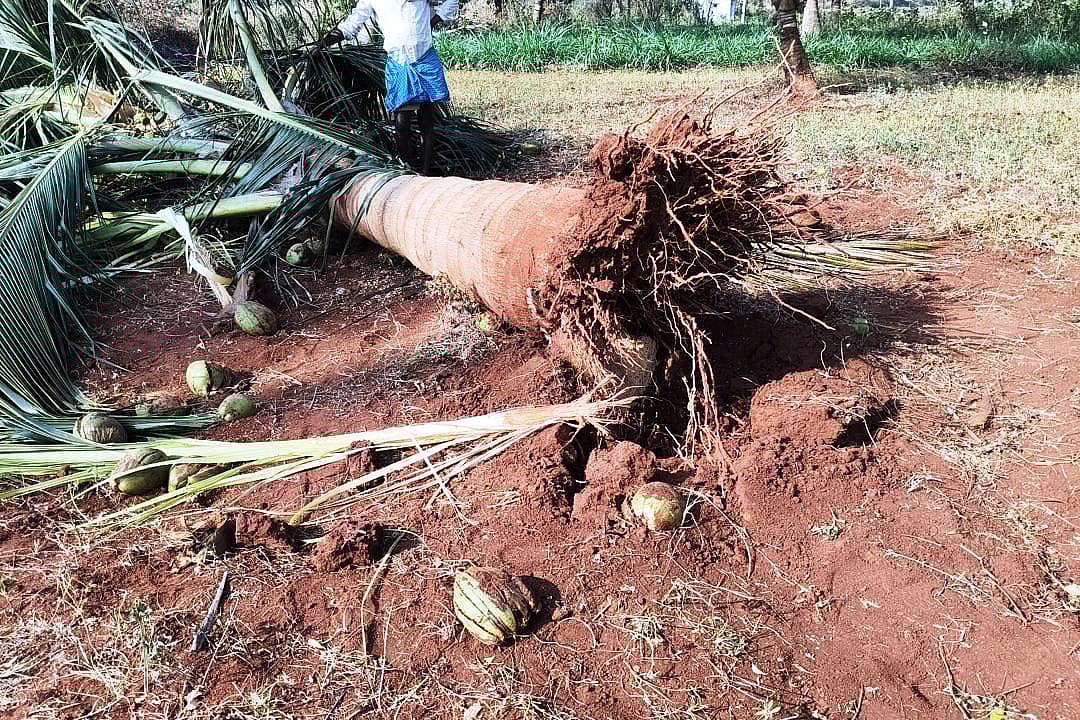 ಚನ್ನಪಟ್ಟಣ | ಕಾಡಾನೆ ಹಿಂಡು ದಾಳಿ: ಬೆಳೆ ಧ್ವಂಸ