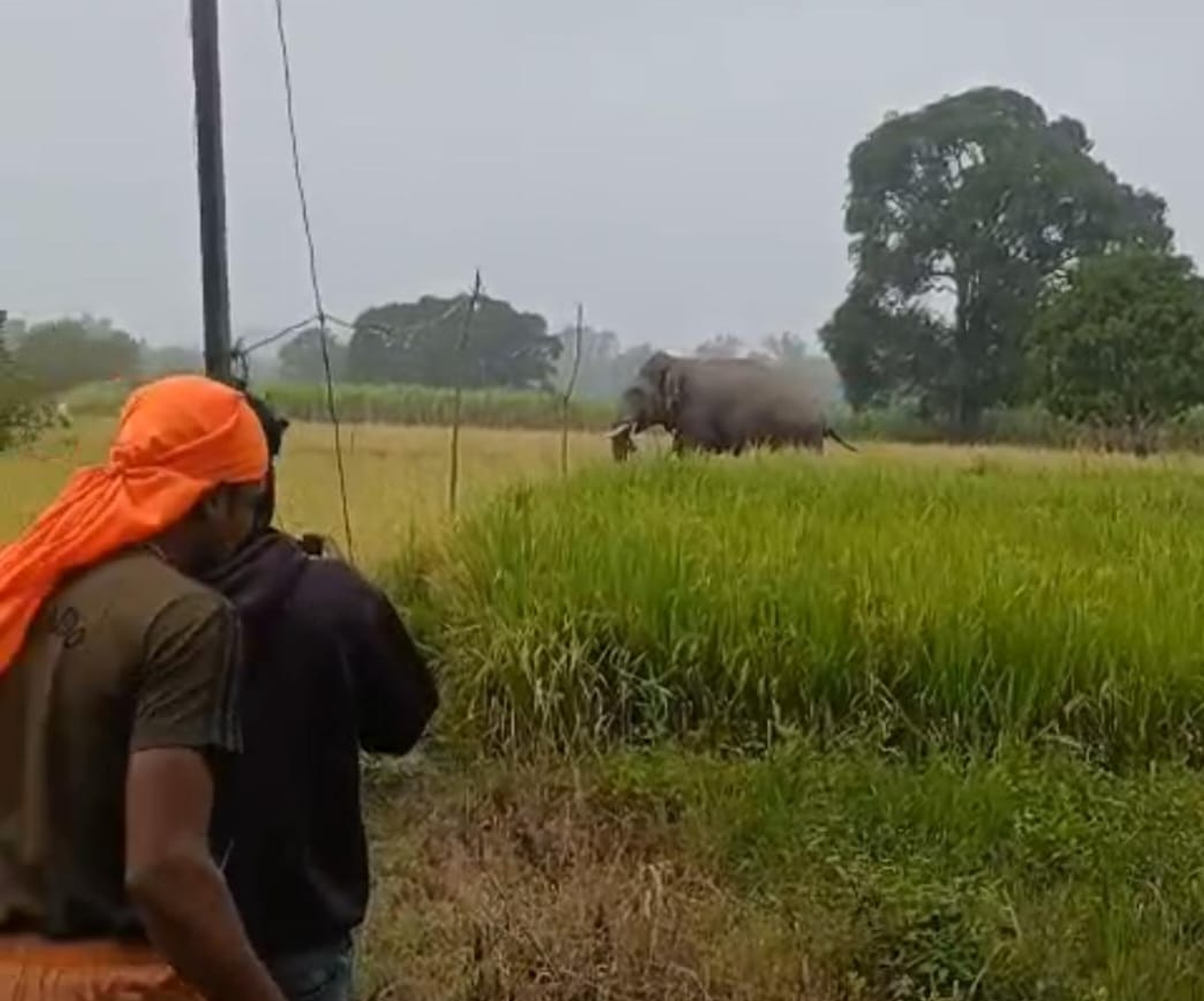 ಖಾನಾಪುರ ತಾಲ್ಲೂಕು ಘಷ್ಟೊಳ್ಳಿ ಭಾಗದ ಕೃಷಿ ಜಮೀನುಗಳಲ್ಲಿ ಸಂಚರಿಸಿದ ಆನೆಯನ್ನು ಆತಂಕದಿಂದ ನೋಡುತ್ತಿರುವ ರೈತರು.