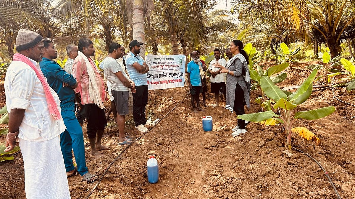 ಮಾಗಡಿ: ಜಿಲ್ಲೆಯ ಬಾಳೆಗೆ ಹೆಚ್ಚಿದ ಸೊರಗು ರೋಗ