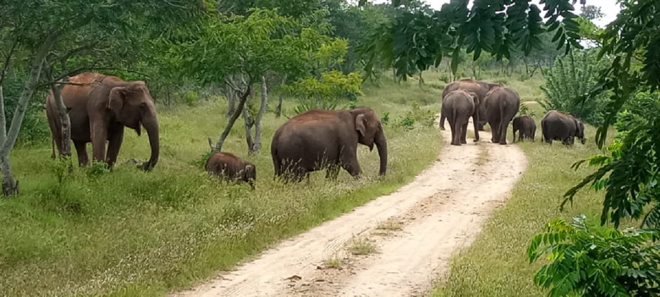 ಬಂಡೀಪುರ ಹುಲಿಸಂರಕ್ಷಿತ ಪ್ರದೇಶದ ಕುಂದುಕೆರೆ ವಲಯದಲ್ಲಿ ಕಣಿಯನಪುರ ಆನೆ ಕಾರಿಡಾರ್‌ನಲ್ಲಿ ಆನೆಗಳ ಓಡಾಟದ ಸಂಗ್ರಹ ಚಿತ್ರ