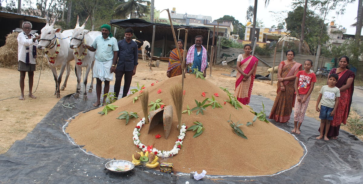 ಆನೇಕಲ್: ಬಂಜರು ಭೂಮಿಯಲ್ಲಿ ಸಮೃದ್ಧ ರಾಗಿ ಬೆಳೆ