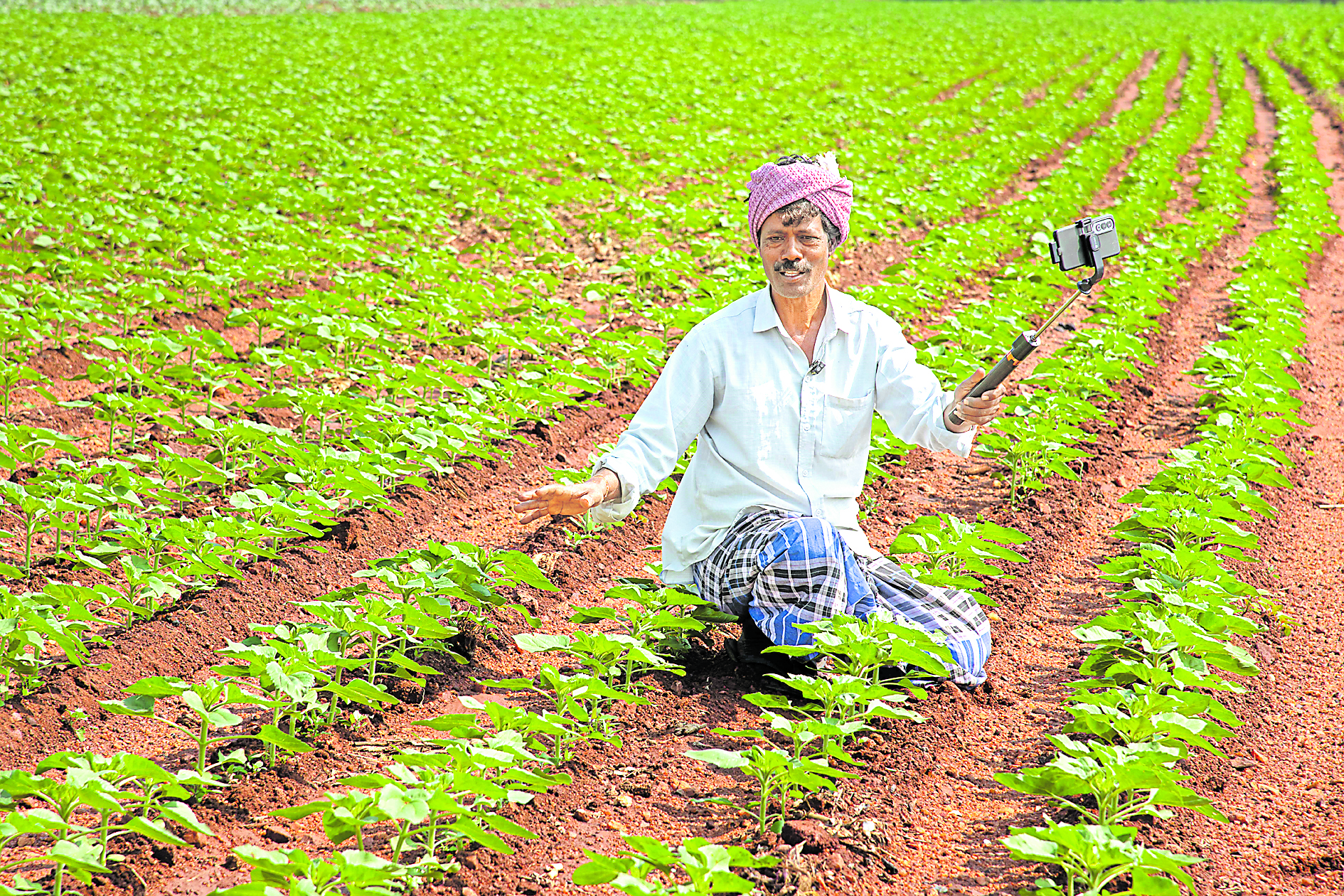 ಈ ಬಾರಿ ಫಸಲು ಚೆನ್ನಾಗಿ ಬರುವ ನಿರೀಕ್ಷೆಯಿದೆ ನೋಡಿ...