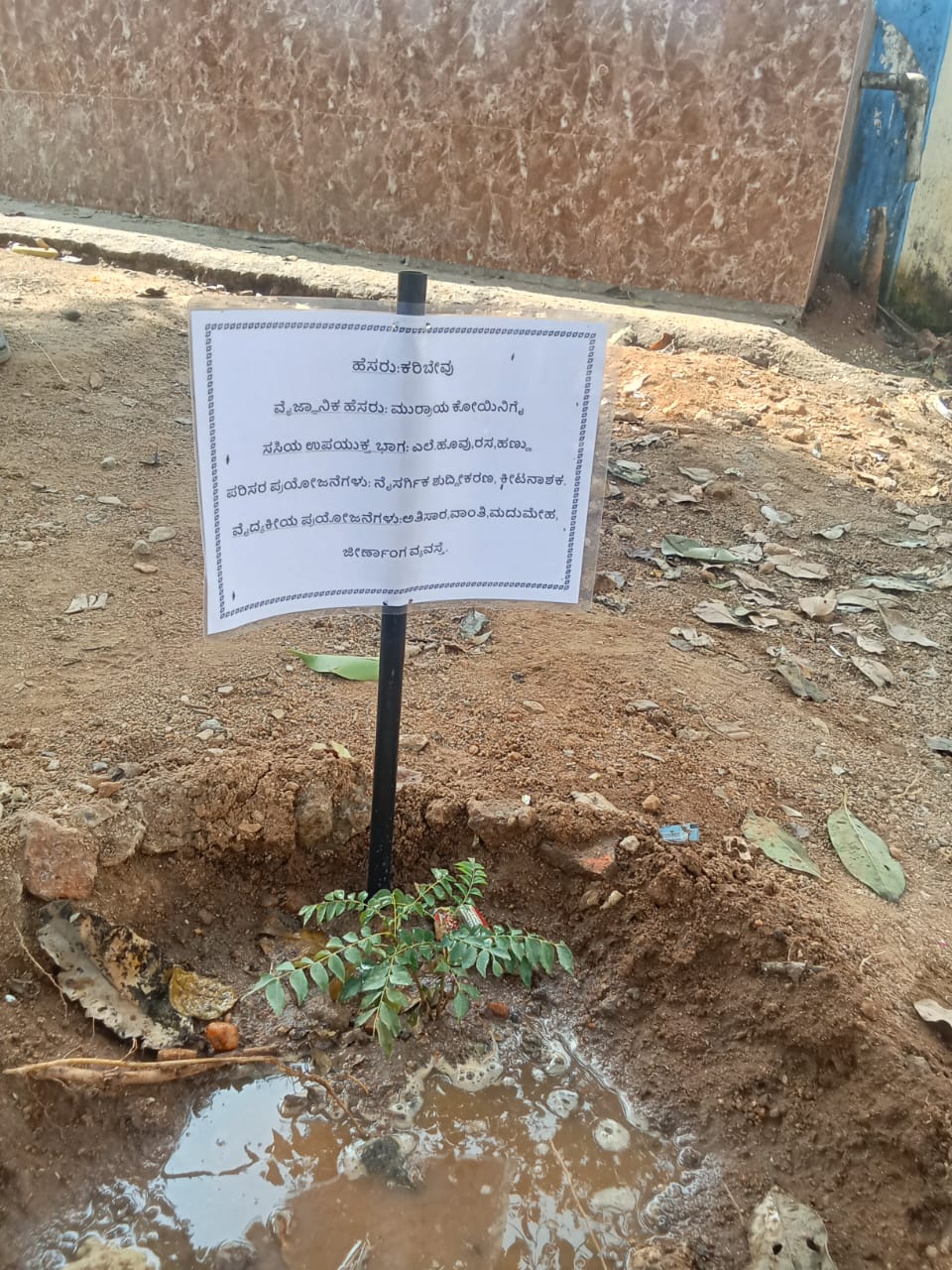 ಕನಮನಹಳ್ಳಿ ಸರ್ಕಾರಿ ಹಿರಿಯ ಪ್ರಾಥಮಿಕ ಶಾಲಾ ಆವರಣದಲ್ಲಿನ ಪೌಷ್ಟಿಕ ತೋಟ ನಿರ್ಮಾಣ ಯೋಜನೆ ಅಡಿ ಬೆಳೆಸಿರುವ ಕರೀಬೇವು ಸಸಿ