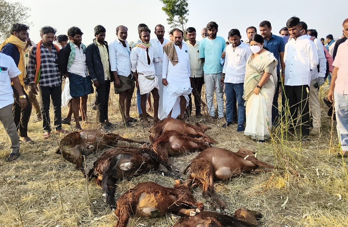 ವಿಷಪೂರಿತ ನೀರು ಕುಡಿದ 50ಕ್ಕೂ ಹೆಚ್ಚು ಕುರಿಗಳು ಸಾವು