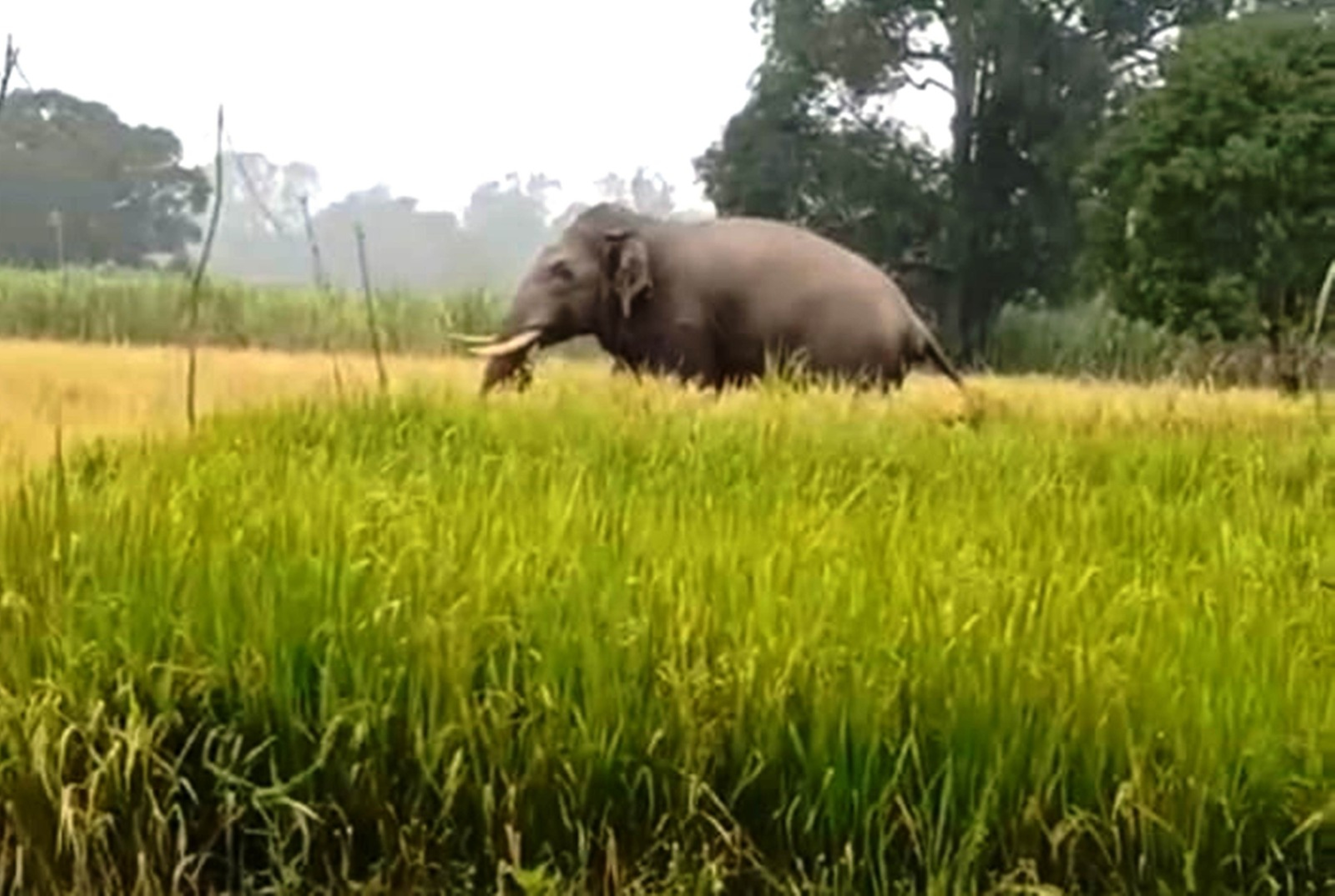 ಬೆಳಗಾವಿ ಜಿಲ್ಲೆಯ ಖಾನಾಪುರ ತಾಲ್ಲೂಕು ಘಷ್ಟೊಳ್ಳಿ ಭಾಗದ ಕೃಷಿ ಜಮೀನುಗಳಲ್ಲಿ ಸಂಚರಿಸಿದ ಆನೆ.