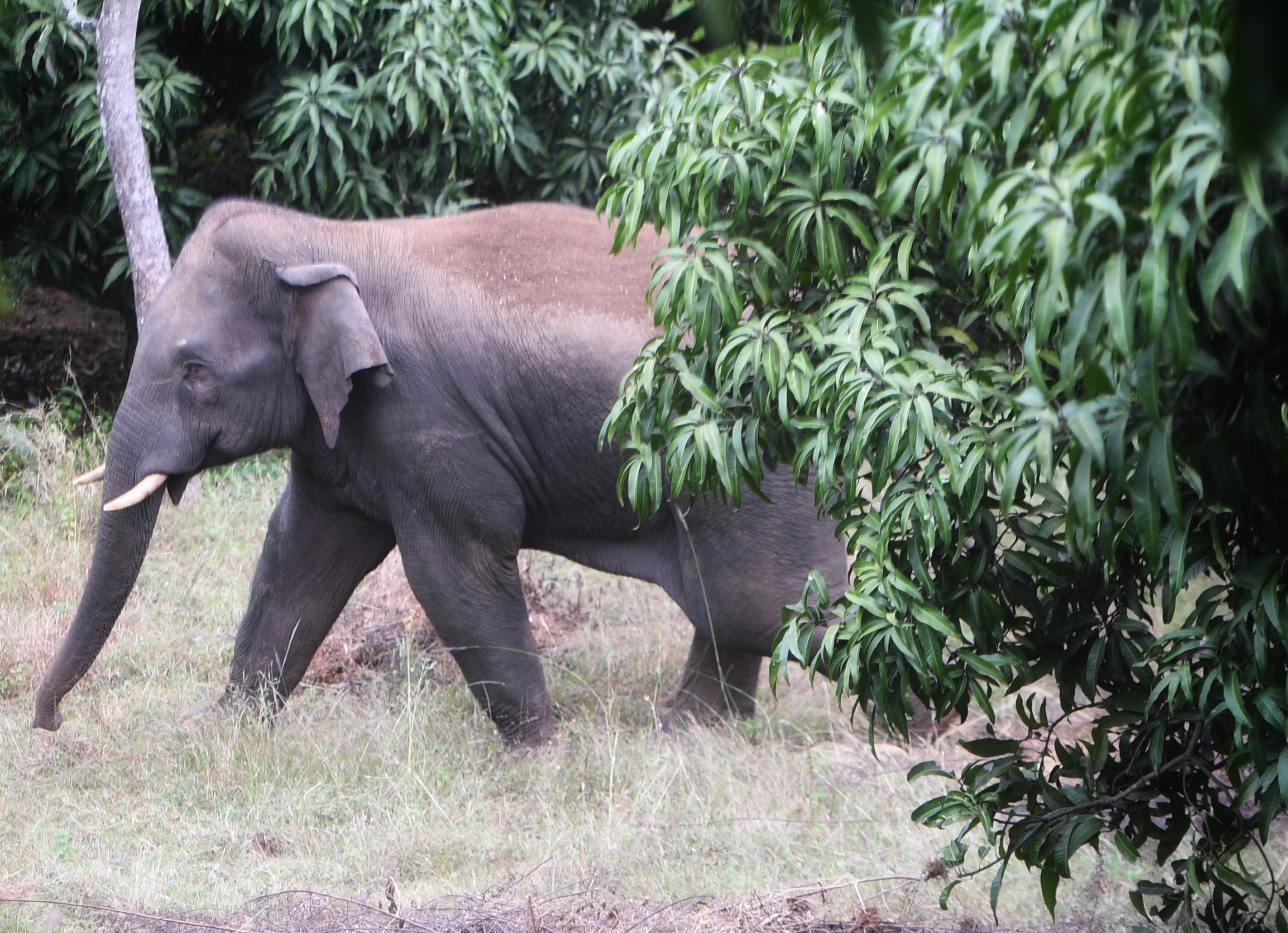 ಮೂರು ಆನೆ ಕಾರಿಡಾರ್‌ಗಳನ್ನು ಹೊಂದಿರುವ ಬೆಂಗಳೂರು ದಕ್ಷಿಣ ಜಿಲ್ಲೆಯಲ್ಲಿ ಮಾನವ ಆನೆಗಳ ಸಂಘರ್ಷ ಹೆಚ್ಚಿದ್ದು ಆನೆಗಳು ರೈತರ ಜಮೀನಿಗೆ ನುಗ್ಗಿ ದಾಂದಲೆ ನಡೆಸುವುದು ಸಾಮಾನ್ಯವಾಗಿದೆ ಪ್ರಜಾವಾಣಿ ಚಿತ್ರ: ಬಿ.ಶಶಿಕುಮಾರ್‌