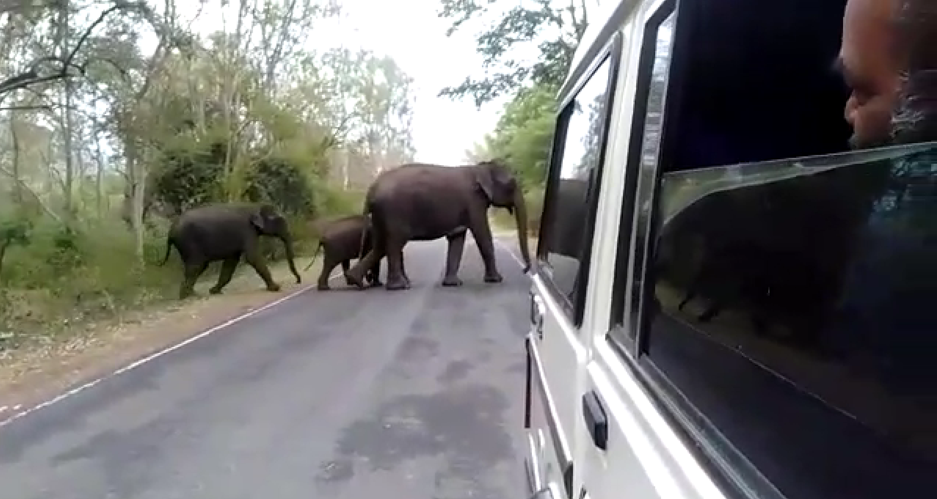 ಚಾಮರಾಜನಗರ ತಾಲ್ಲೂಕಿನಲ್ಲಿ ಹಾದು ಹೋಗುವ ಪುಣಜನೂರು–ಸತ್ಯಮಂಗಲ ರಾಷ್ಟ್ರೀಯ ಹೆದ್ದಾರಿಯನ್ನು ಆನೆಗಳು ದಾಟುತ್ತಿರುವುದು ಆನೆಗಳು  (ವಿಡಿಯೊ ಸಂಗ್ರಹ ಚಿತ್ರ)
