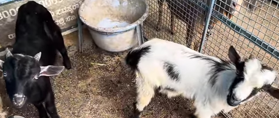 ನಾಯ್ಡು ಫಾರಂನಲ್ಲಿರುವ ಕಾಶ್ಮೀರಿ ಮೇಕೆಗಳು