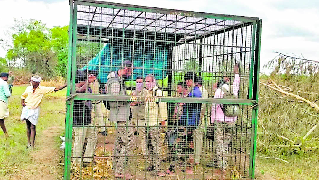 ಹುಲಿ ಸೆರೆ ಹಿಡಿಯಲು ವಿಫಲರಾಗಿದ್ದಾರೆ ಎಂದು ಆರೋಪಿಸಿ ಗುಂಡ್ಲುಪೇಟೆ ತಾಲ್ಲೂಕಿನ ಬೊಮ್ಮಲಾಪುರದಲ್ಲಿ ಅರಣ್ಯ ಇಲಾಖೆ ಅಧಿಕಾರಿಗಳನ್ನು ಬೋನಿಗೆ ಕೂಡಿ ಹಾಕಿರುವ ಗ್ರಾಮಸ್ಥರು