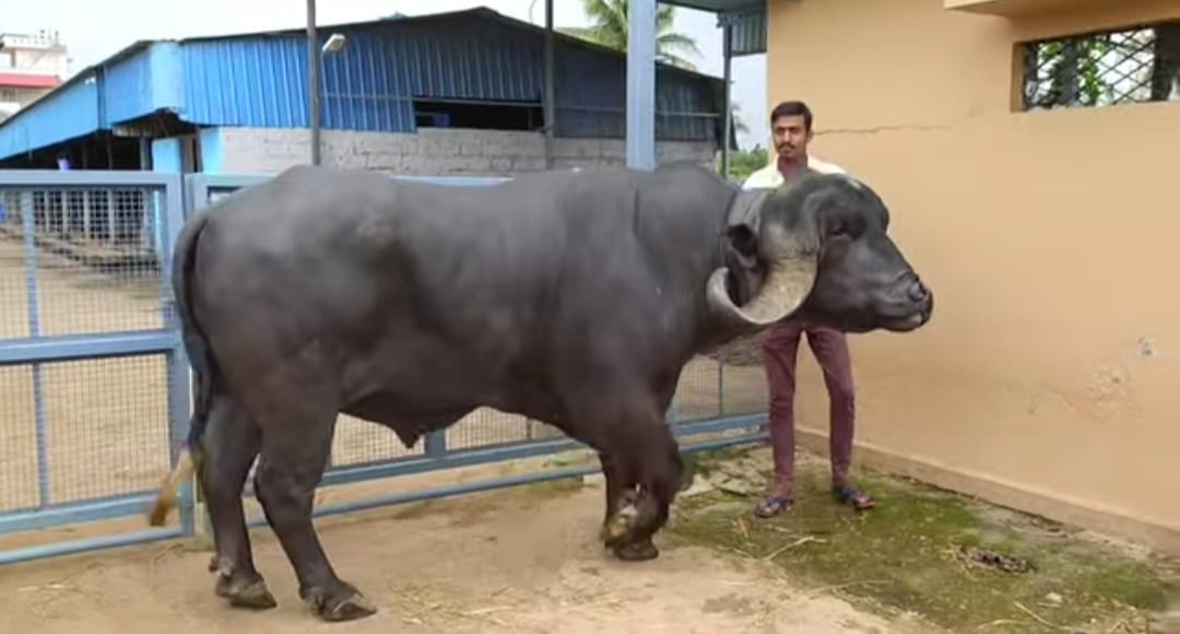 ಗುಜರಾತ್‌ನ ಜಾಫ್ರಾಬಾದಿ ತಳಿಯ ಕೋಣ