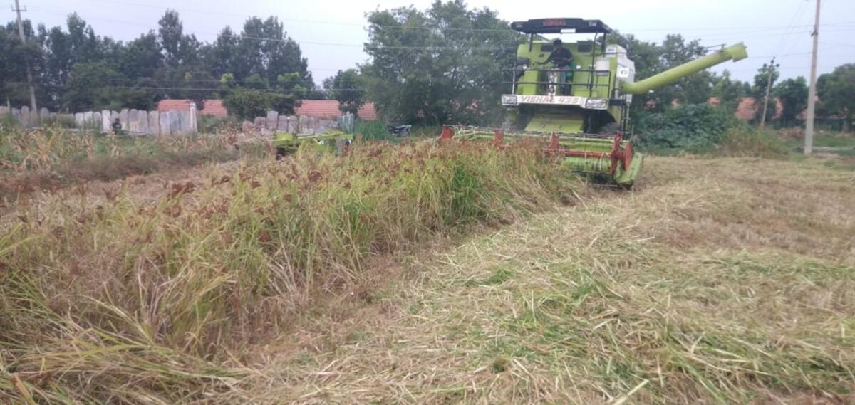 ರಾಗಿ ಕಟಾವು ಮಾಡುತ್ತಿರುವ ಯಂತ್ರ