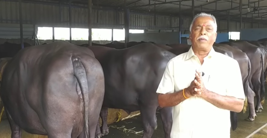 ನಾಯ್ಡು ಫಾರಂನಲ್ಲಿ ಎಮ್ಮೆಗಳು