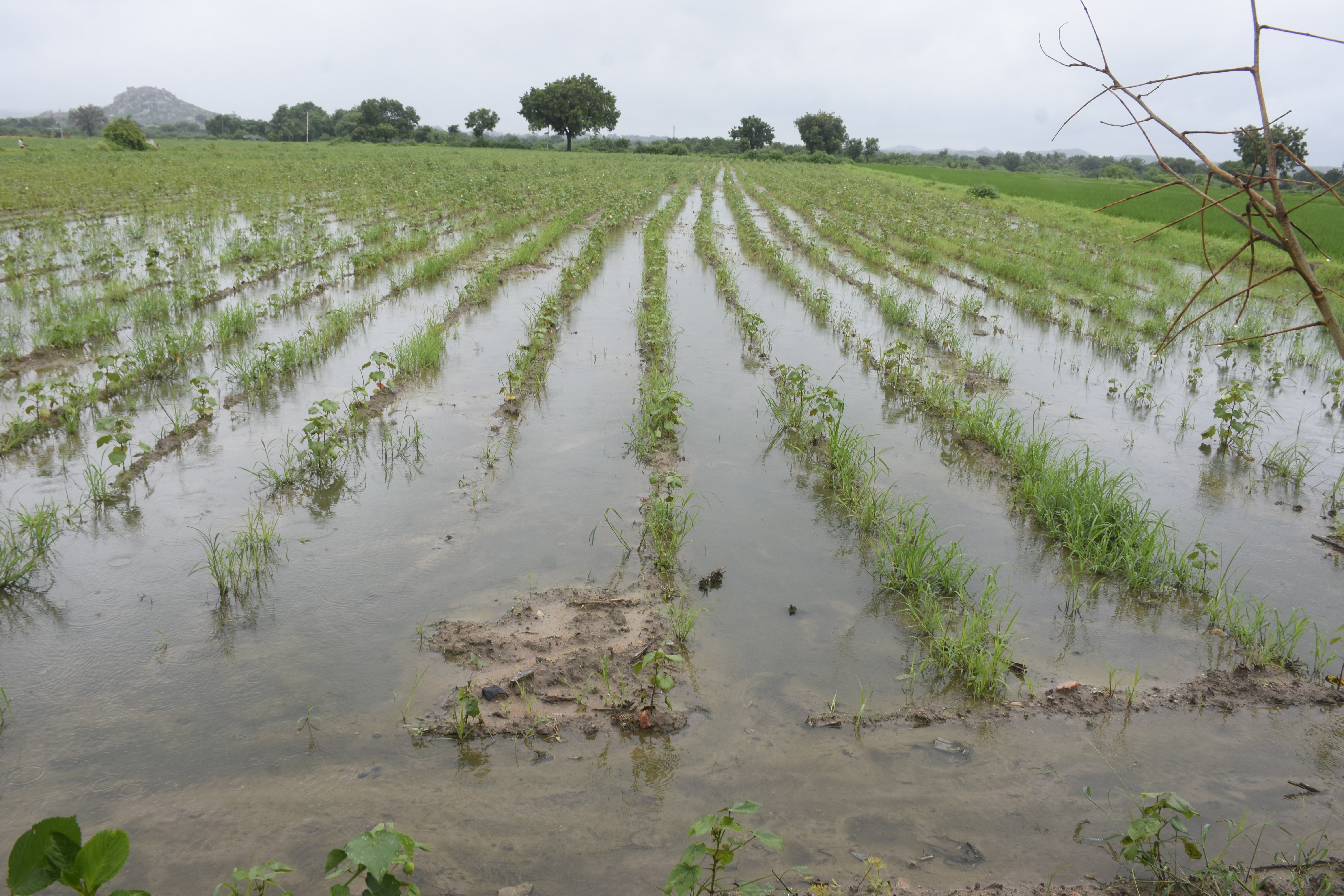 ಯಾದಗಿರಿ ಹೊರ ವಲಯದ ಜಮೀನಿನನಲ್ಲಿ ನಿಂತಿರುವ ಮಳೆ ನೀರು