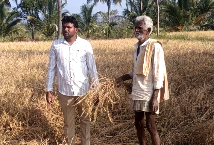 ಹಲಗೂರು ಸಮೀಪದ ನಿಟ್ಟೂರು ಗ್ರಾಮದಲ್ಲಿ ರೈತ ಈರಪ್ಪ ಅವರ ಭತ್ತದ ಫಸಲು ಕಾಡಾನೆ ದಾಳಿಯಿಂದ ಹಾಳಾಗಿರುವುದು 
