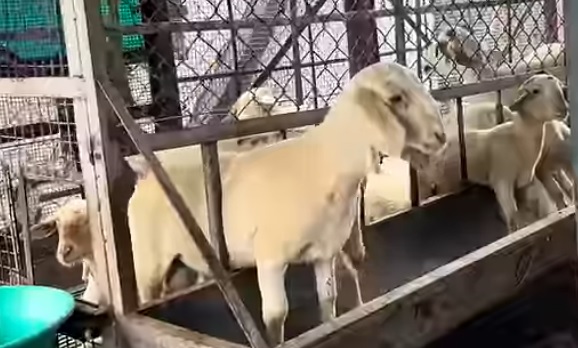 ನಾಯ್ಡು ಫಾರಂನಲ್ಲಿರುವ ಕುರಿಗಳು