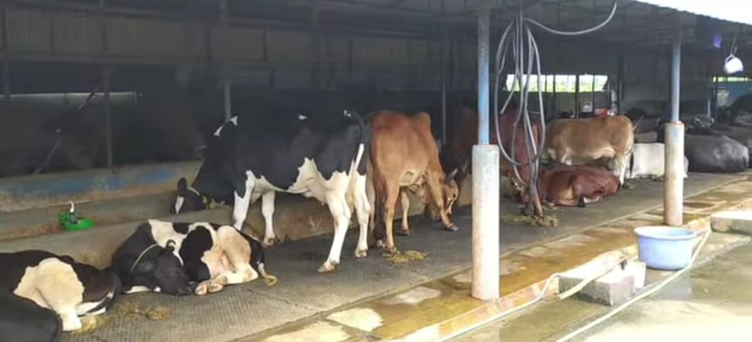 ನಾಯ್ಡು ಫಾರಂನಲ್ಲಿರುವ ಹಸುಗಳು