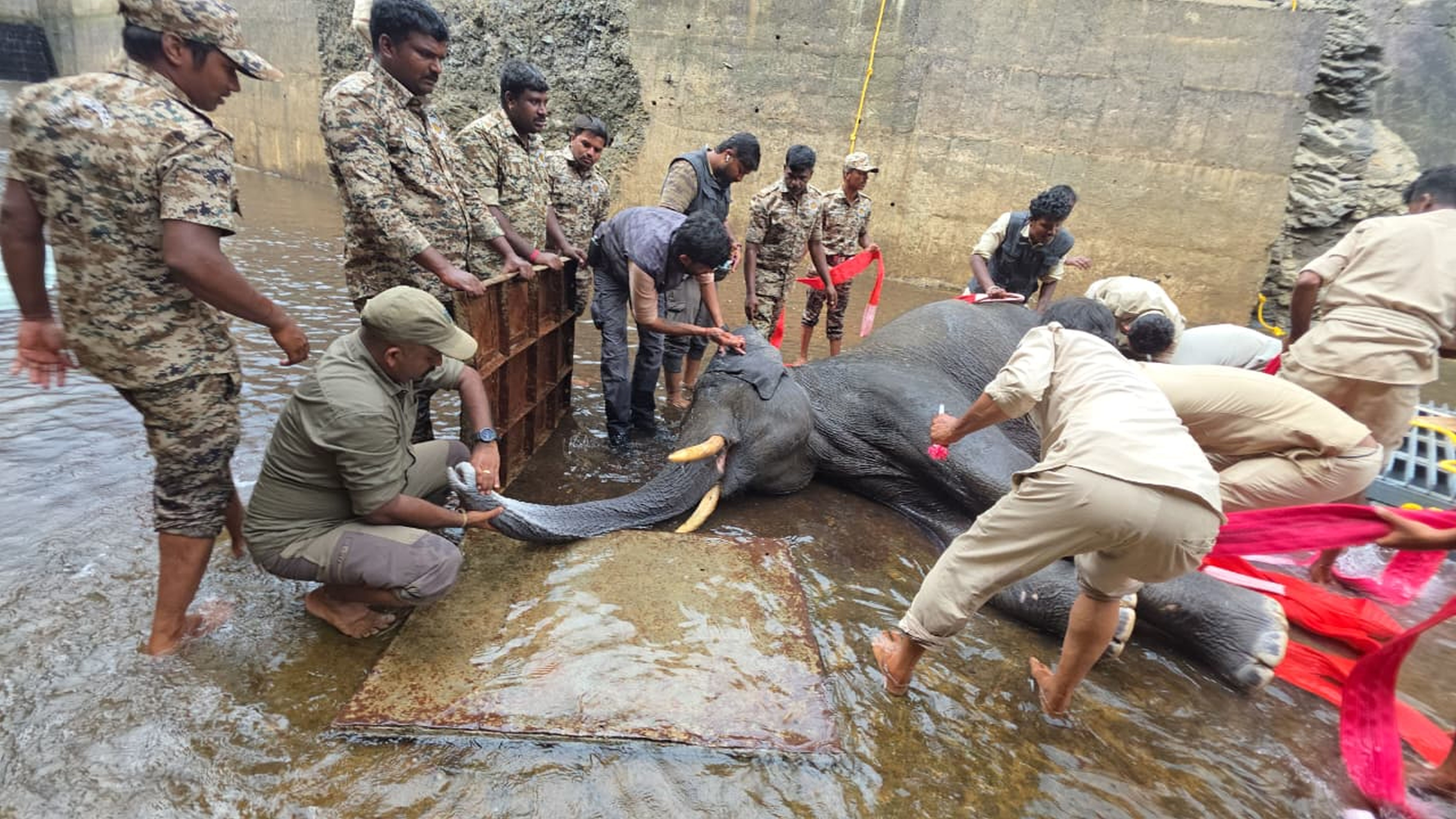 ಮಳವಳ್ಳಿ ತಾಲ್ಲೂಕಿನ ಶಿವನಸಮುದ್ರದ ಬಳಿಯ ಕಾಲುವೆಯಿಂದ ಕಾಡಾನೆಯನ್ನು ಮೇಲೆ ತರಲು ಅರಣ್ಯ ಇಲಾಖೆ ಅಧಿಕಾರಿಗಳು ನಡೆಸಿದ್ದ ಕಾರ್ಯಾಚರಣೆ