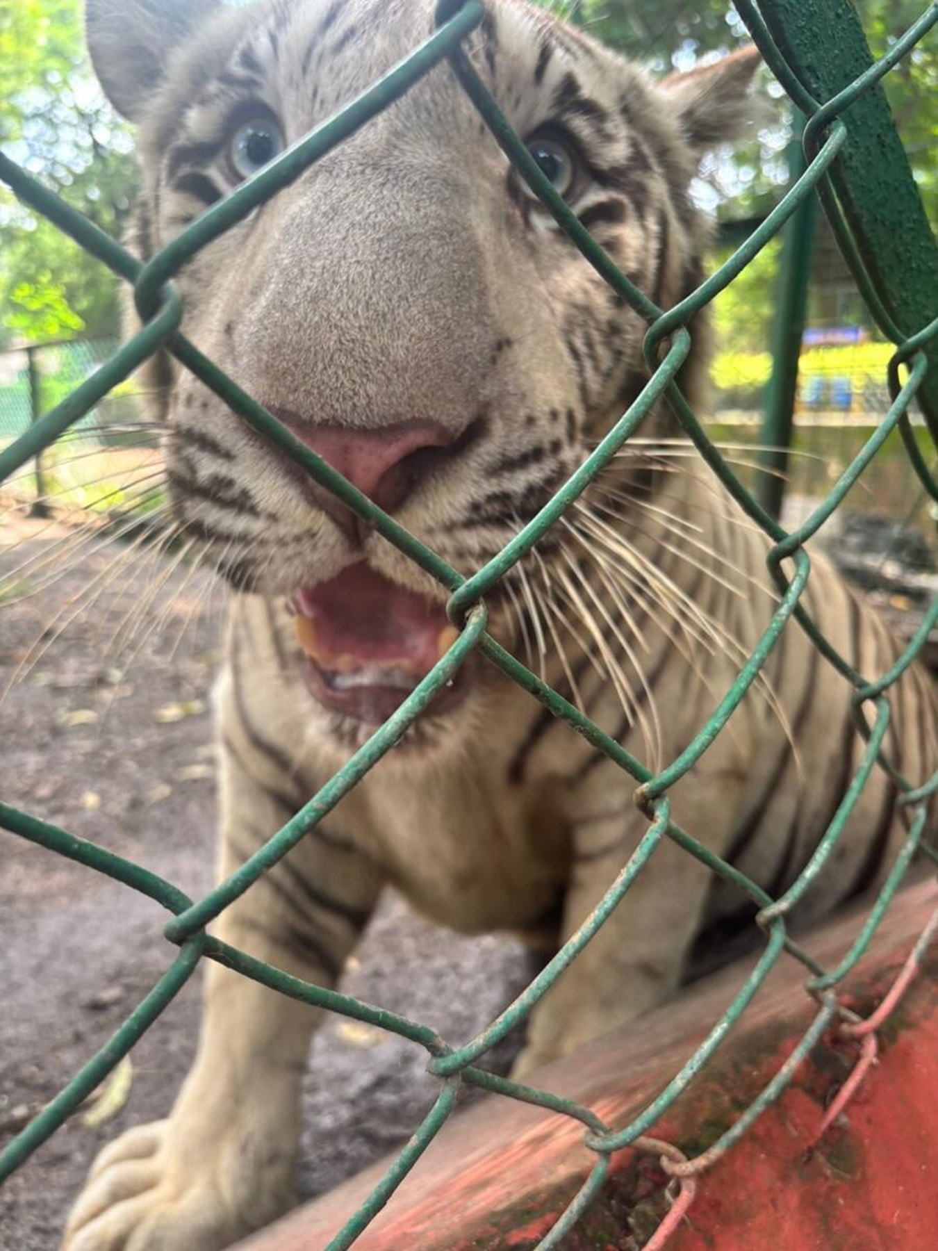 ವರ್ಷದ ಅತಿಥಿ ಬಿಳಿ ಹುಲಿ ರುದ್ರ