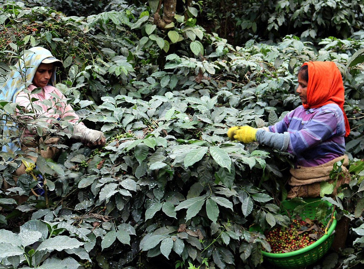 ಸೋಮವಾರಪೇಟೆ | ಕಾಫಿ ಬೆಲೆ ಇಳಿಮುಖ: ಆತಂಕ