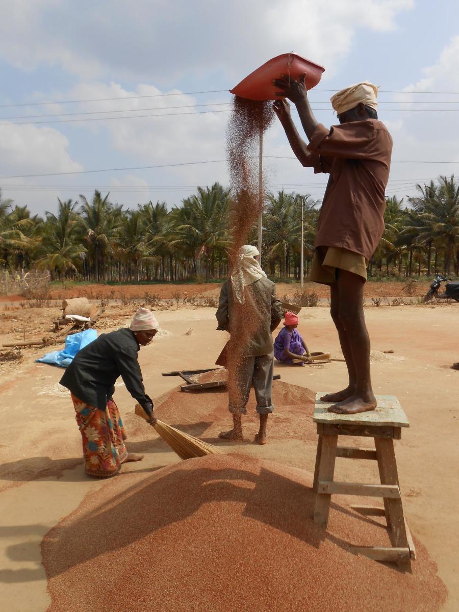 ಕಣದಲ್ಲಿ ಕೆಲಸ ಮಾಡುತ್ತಿರುವ ರೈತರು