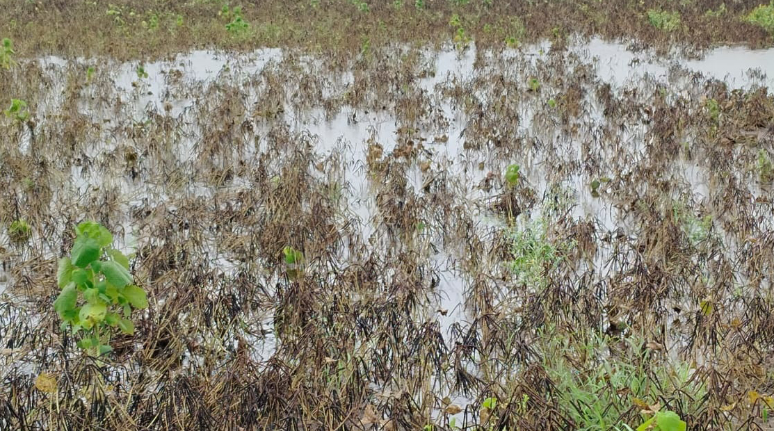 ಮುಳಗುಂದ ವ್ಯಾಪ್ತಿಯಲ್ಲಿ ನಿರಂತರ ಮಳೆ ಸುರಿದ ಪರಿಣಾಮ ಕಟಾವಿಗೆ ಬಂದಿದ್ದ ಹೆಸರು ಹಾನಿಯಾಗಿರುವುದು