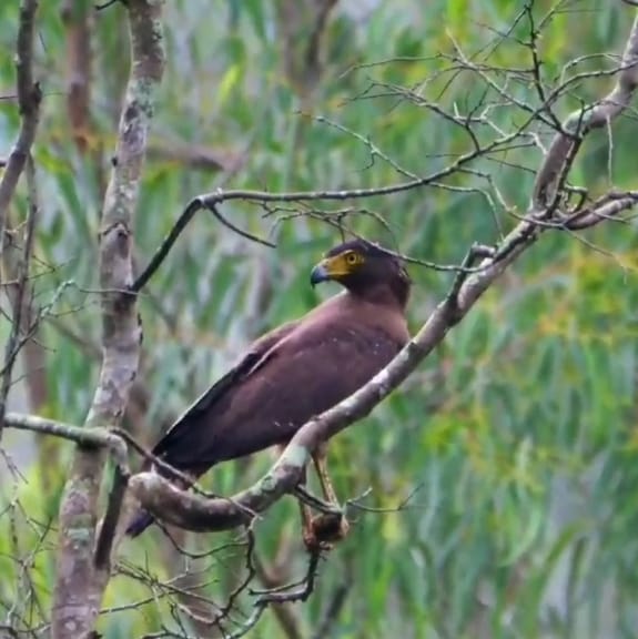 ಮಲೆ ಮಹದೇಶ್ವರ ವನ್ಯಜೀವಿ ಧಾಮದಲ್ಲಿ ನಡೆದ ‘ಪಕ್ಷಿ ಗಣತಿ’ಯಲ್ಲಿ ಕಾಣಿಸಿಕೊಂಡ ಪಕ್ಷಿ