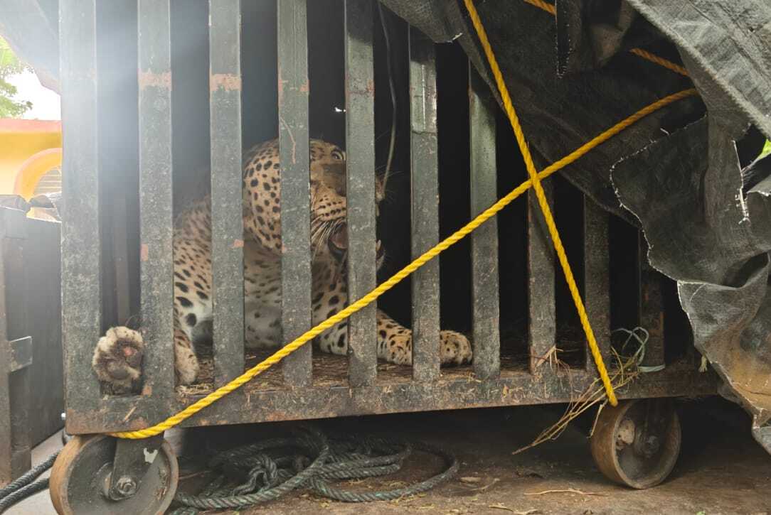 ರಾಯಚೂರು ತಾಲ್ಲೂಕಿನ ಮಾಲಿಯಬಾದ್ ಗೋಶಾಲೆಯ ಗುಡ್ಡದ ಪ್ರದೇಶದಲ್ಲಿ ಬೋನಿಗೆ ಬಿದ್ದ ಚಿರತೆ