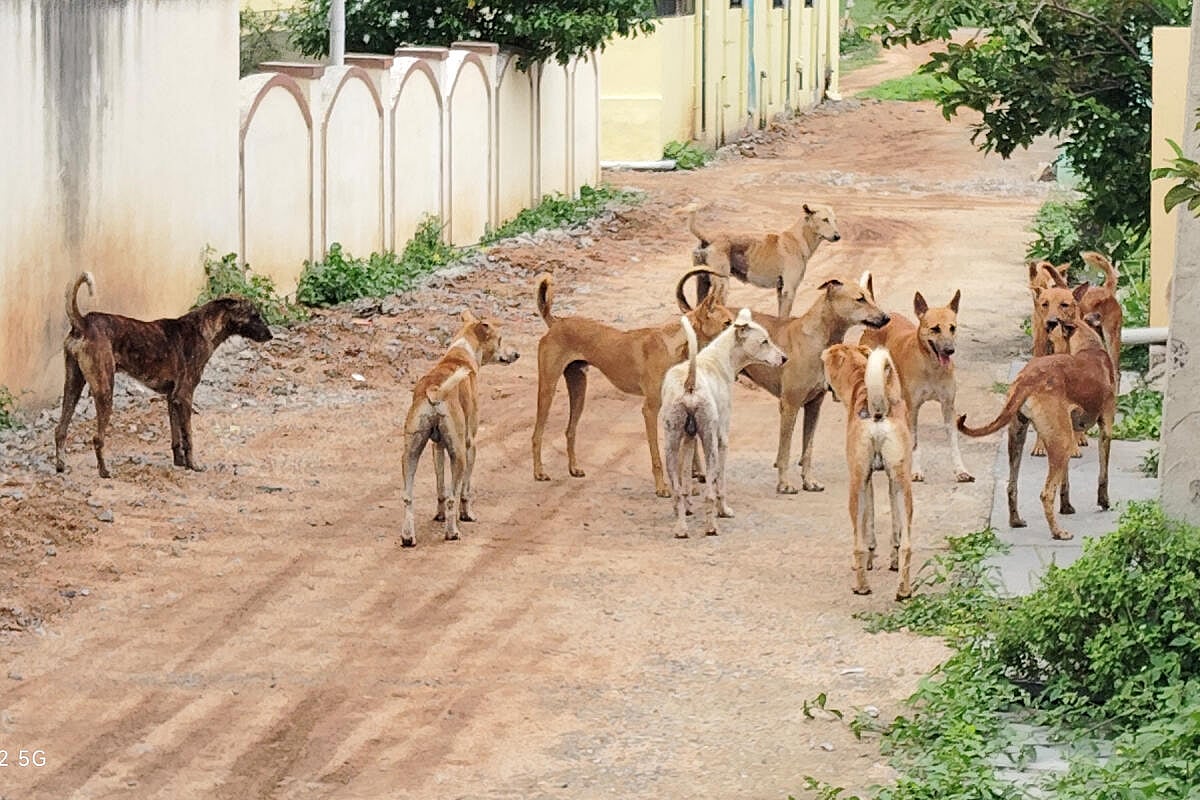 ನಾಯಿ ಕಚ್ಚಿದ್ದ ಎಮ್ಮೆಯ ಹಾಲಿನಿಂದ ‘ರೈತಾ’ ತಯಾರಿ: ಗ್ರಾಮಸ್ಥರಿಗೆ ರೇಬೀಸ್ ಆತಂಕ!