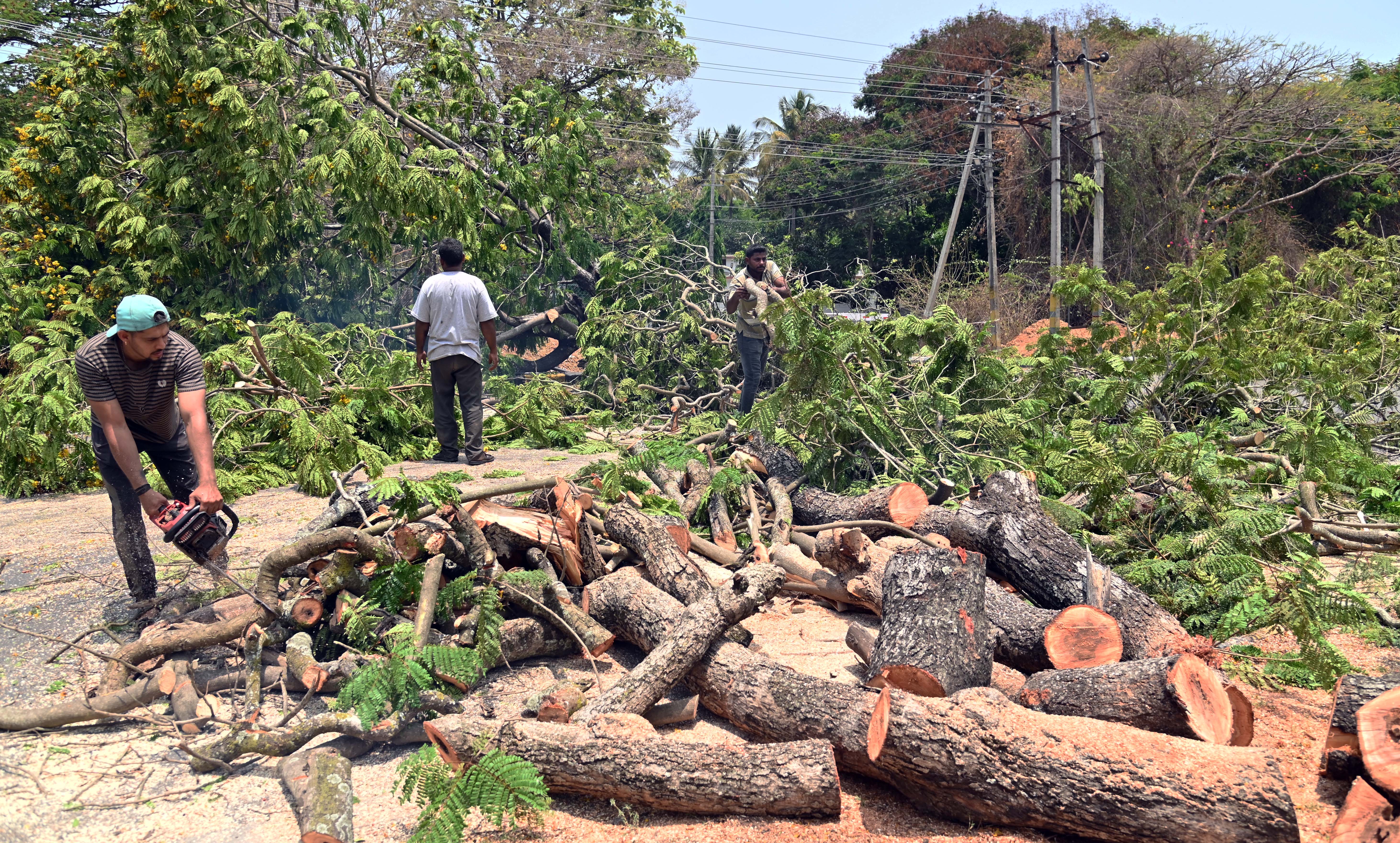 ಮೈಸೂರಿನ ನಜರ್‌ಬಾದ್‌ನ ಹೈದರಾಲಿ ರಸ್ತೆಯಲ್ಲಿ 40 ಮರಗಳ ಹನನ 