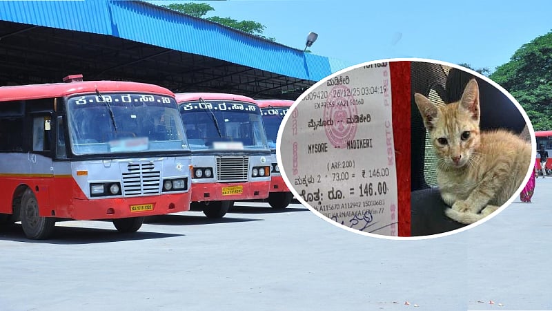 ಮೈಸೂರಿನಿಂದ ಮಡಿಕೇರಿಗೆ ಹೊರಟ KSRTC ಬಸ್‌ನಲ್ಲಿ ಬೆಕ್ಕಿಗೂ ಟಿಕೆಟ್!