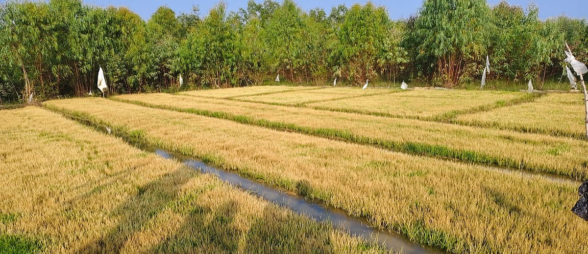 ಮುಳಬಾಗಿಲು | ಭತ್ತದ ಪೈರು ನಾಶಪಡಿಸಿದ ದುಷ್ಕರ್ಮಿಗಳು