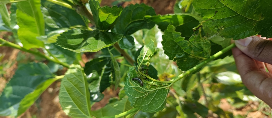 ಶೆಟ್ಟಿಹಳ್ಳಿ ಗ್ರಾಮದ ರೈತರ ತೋಟದಲ್ಲಿ ಹಿಪ್ಪು ನೇರಳೆ ಸೊಪ್ಪಿಗೆ ಸುಳಿ ಕೊರೆತ ಹುಳುಗಳ ಬಾಧೆ