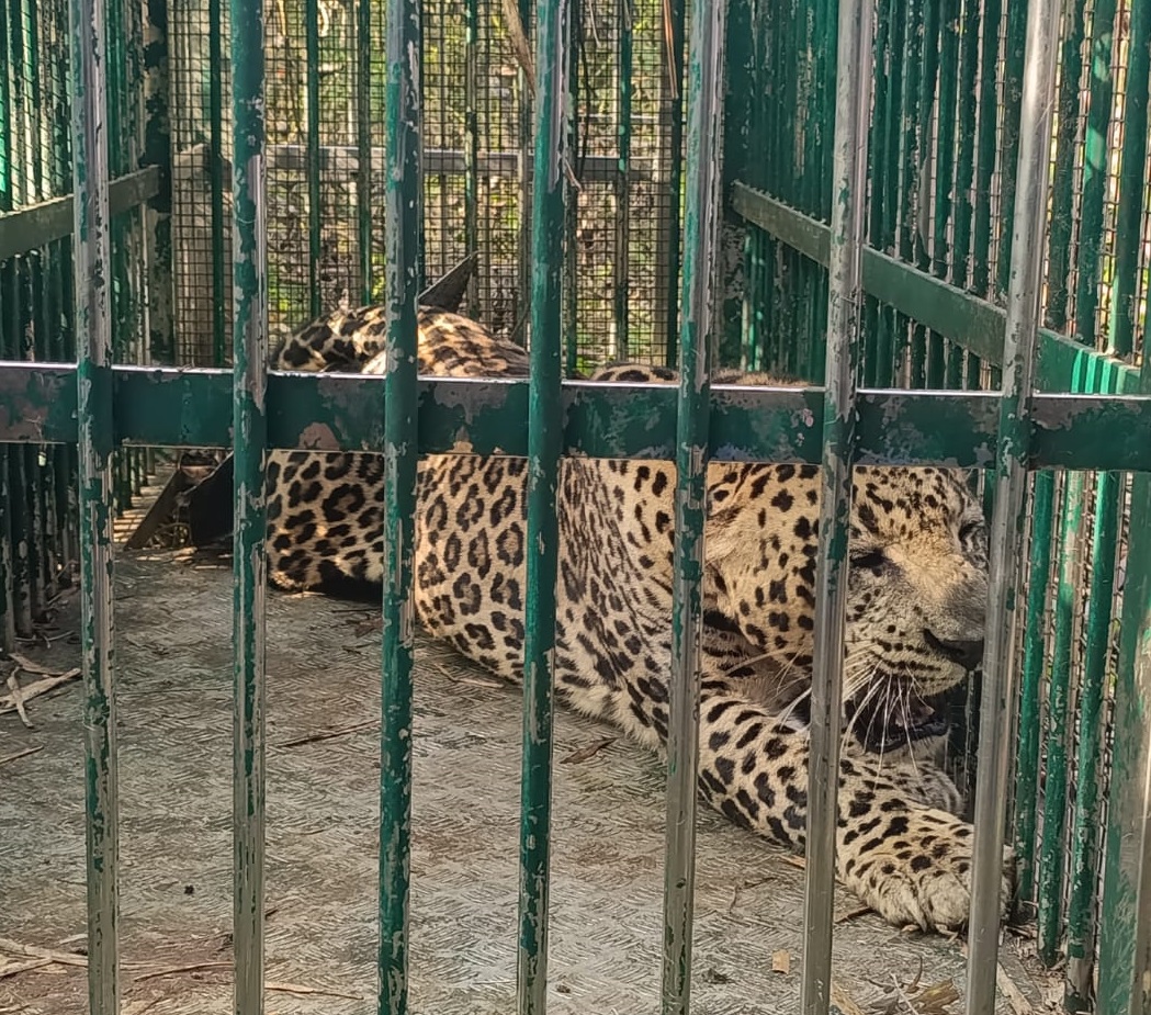 ದೊಡ್ಡಮಾರಗೌಡನಹಳ್ಳಿಯಲ್ಲಿ ಸೆರೆಯಾದ ಚಿರತೆ