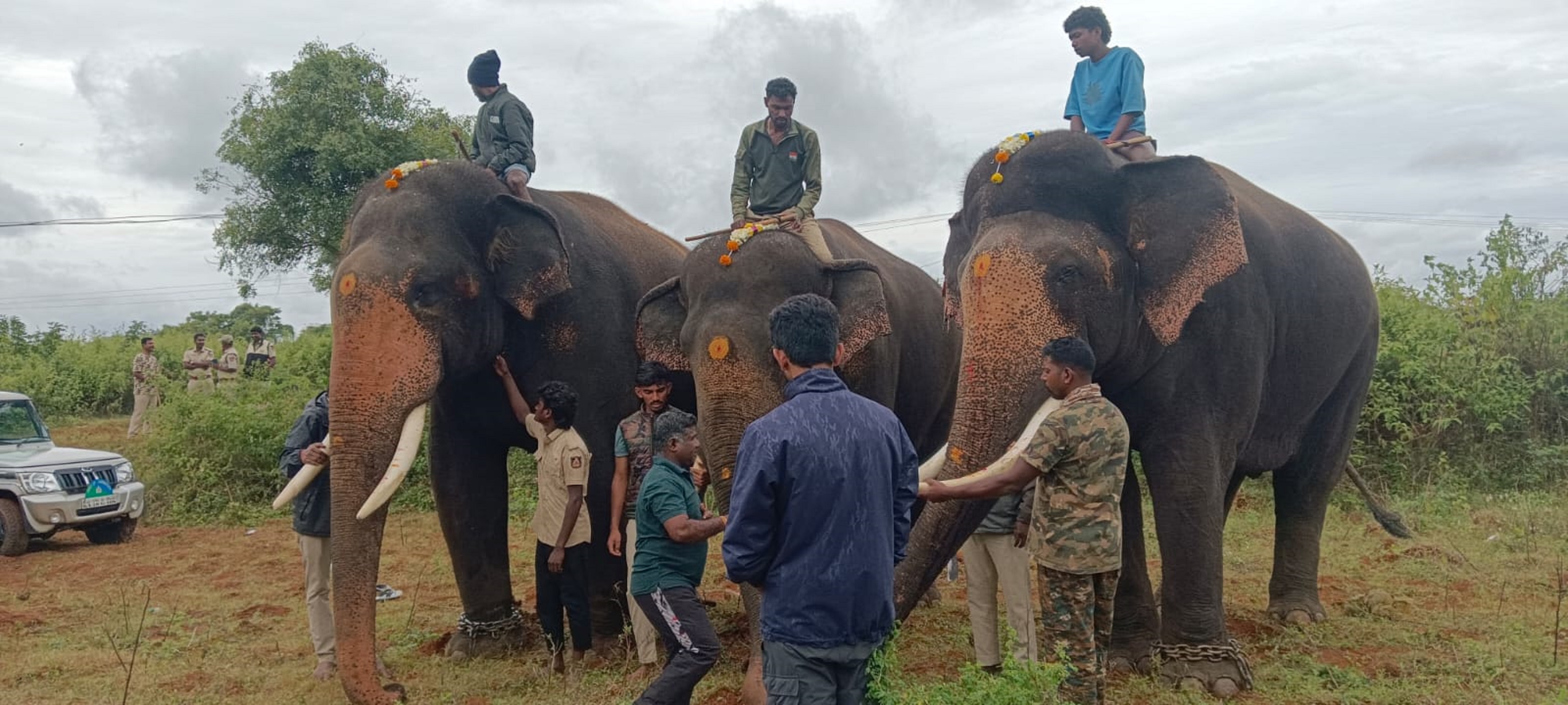ಸರಗೂರು ತಾಲ್ಲೂಕಿನ ಬೆಣ್ಣೆಗೆರೆಯಲ್ಲಿ ರೈತನನ್ನು ಕೊಂದ ಹುಲಿ ಸೆರೆಯಲ್ಲಿ ಭೀಮ ಅಭಿಮನ್ಯು ಮಹೇಂದ್ರ ಆನೆಗಳು
