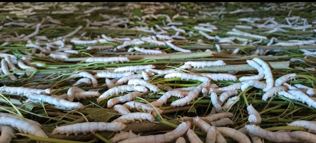 ರೇಷ್ಮೆ ಹುಳುಗಳು