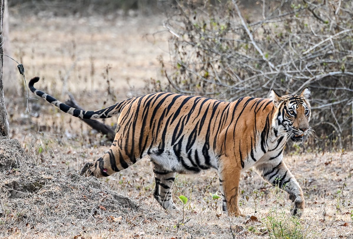 ಮೈಸೂರು | ವರ್ಷವಿಡೀ ಹುಲಿ ಆತಂಕ: ಸಾವು, ನೋವು, ಸಂಘರ್ಷ