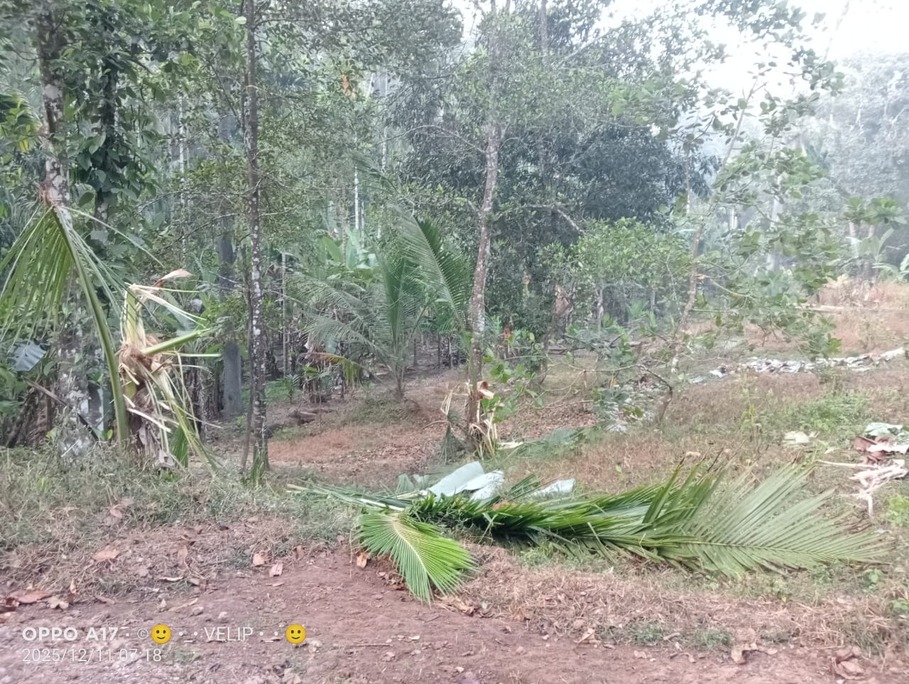 ಜೊಯಿಡಾ ತಾಲ್ಲೂಕಿನ ಅವುರ್ಲಿಯಲ್ಲಿ ರಾಜು ವೇಳಿಪ ಎಂಬುವರ ಅಡಿಕೆ ತೋಟ ಮತ್ತು ತೆಂಗಿನ ಮರಗಳನ್ನು ಆನೆ ನಾಶ ಮಾಡಿರುವುದು.