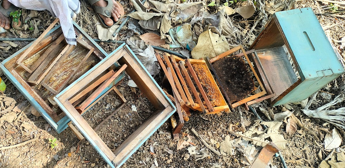 ಹಾನಗಲ್‌: ಕರಡಿಗಳ ದಾಳಿಗೆ ಜೇನು ಕೃಷಿ ನಾಶ