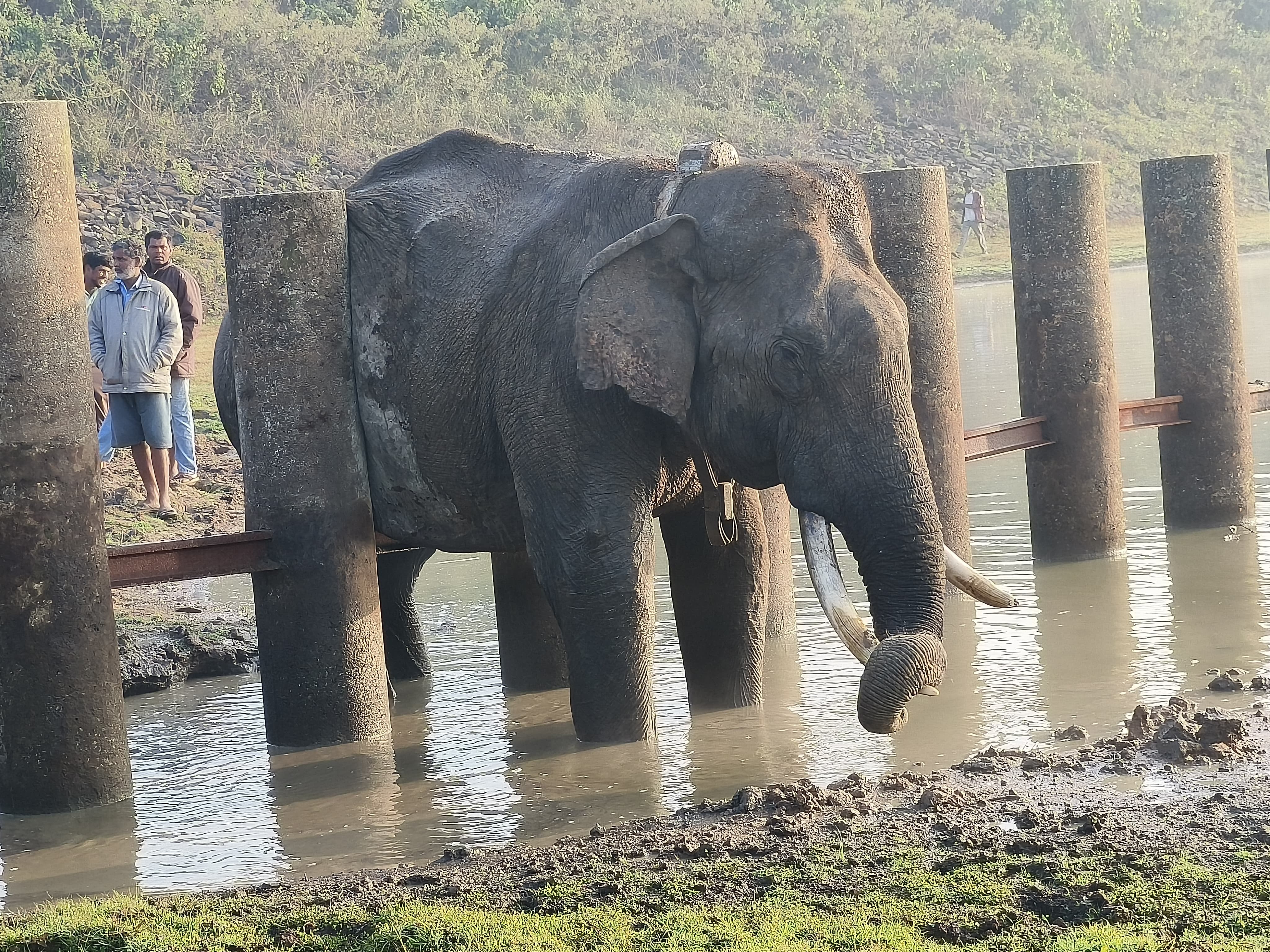ಹುಣಸೂರು ತಾಲ್ಲೂಕಿನ ವೀರನಹೊಸಹಳ್ಳಿ ವಲಯದ ಮುದಗನೂರು ಕೆರೆಯಂಚಿನ ರೈಲ್ವೆ ಬ್ಯಾರಿಕೇಡ್‌ನಲ್ಲಿ ಸಿಲುಕಿದ್ದ ಸಲಗ  