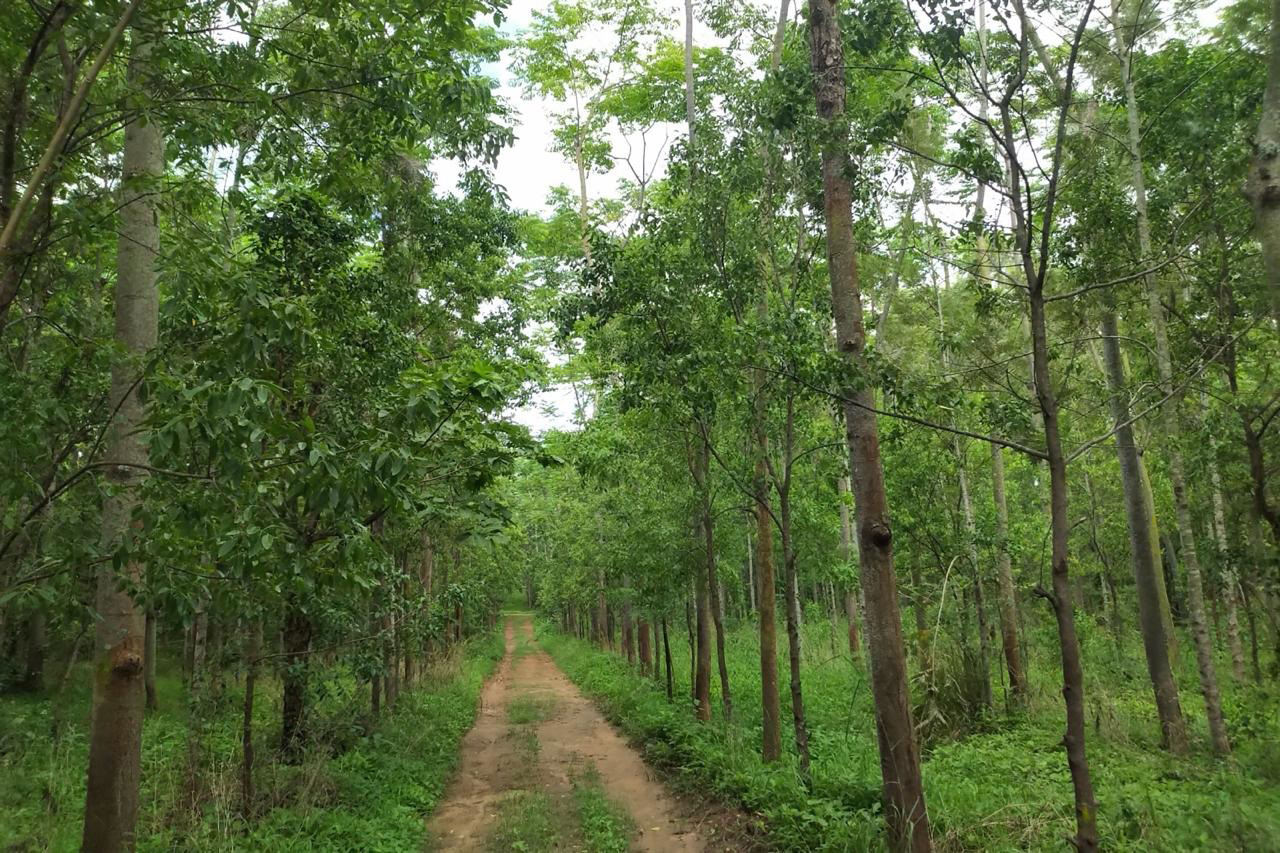 ಹಸಿರು ಸಮೃದ್ಧಿಯಿಂದ ಕೂಡಿರುವ ಅರಣ್ಯ ಕೃಷಿ