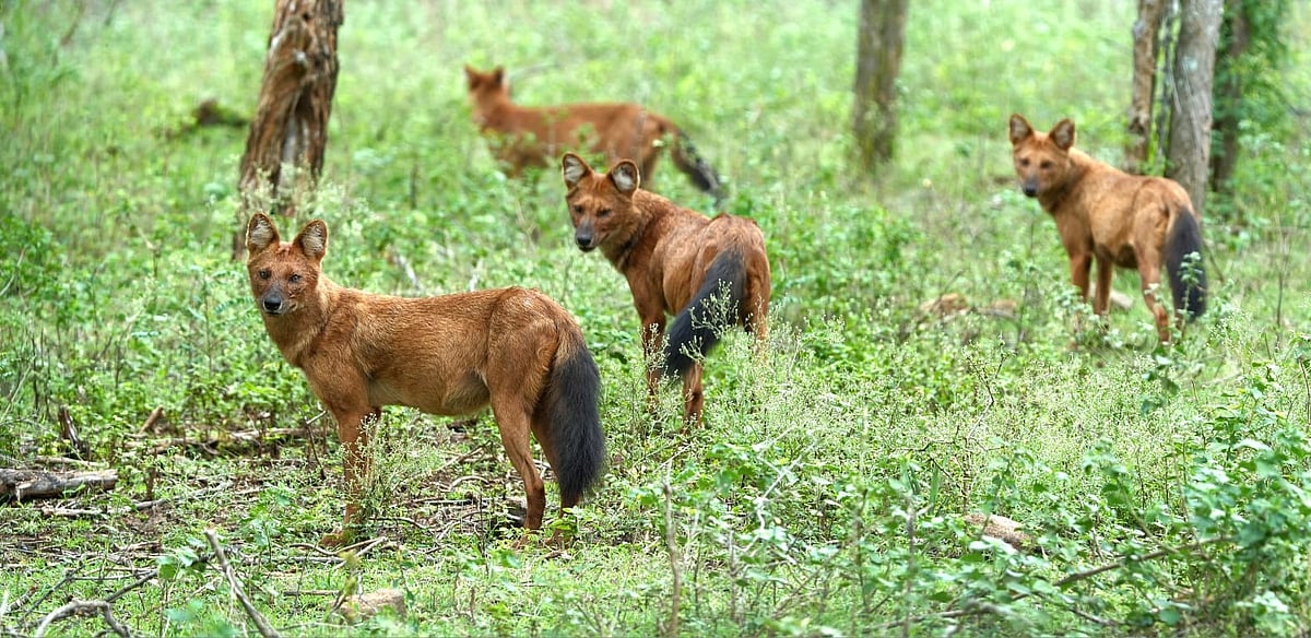 ಹೊಸ ವರ್ಷ: ಪ್ರವಾಸಿತಾಣಗಳು ಭರ್ತಿ
