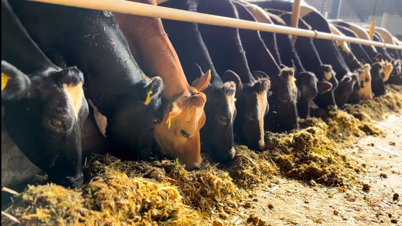 ಇಸ್ರೇಲ್ ತಂತ್ರಜ್ಞಾನ ಅಳವಡಿಸಿಕೊಂಡು ಸಾಕಿರುವ ಹಸುಗಳು