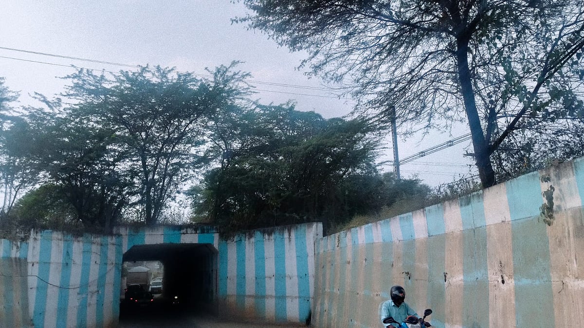 ಗೌರಿಬಿದನೂರು ಹೃದಯ ಭಾಗದಲ್ಲಿ  ರೈಲ್ವೆ ಸೇತುವೆ ಮೇಲೆ ಬೆಳೆದವು ಗಿಡ–ಮರ!