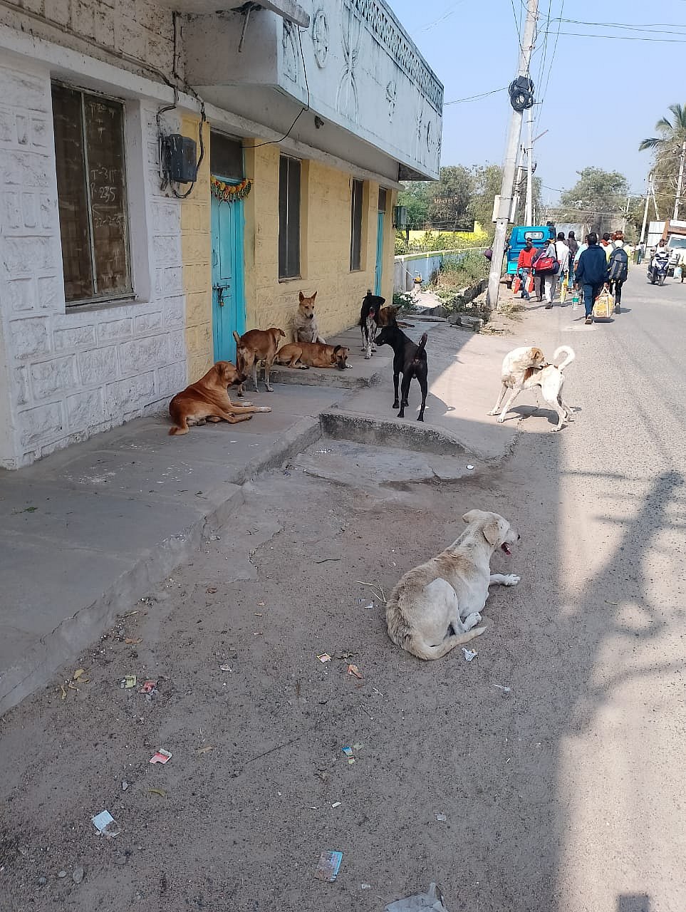 ಯಾದಗಿರಿ: ಬೀದಿ ನಾಯಿ ಹಾವಳಿ; ರಸ್ತೆಯಲ್ಲಿ ಓಡಾಡಲು ಭಯ