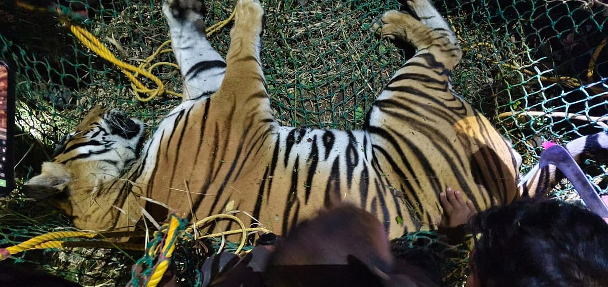 ಚಾಮರಾಜನಗರ: ಐದು ಹುಲಿಗಳಿಗೆ ಶೋಧ ಜಾರಿ.. ಇನ್ನೂ ಸುಳಿವಿಲ್ಲ